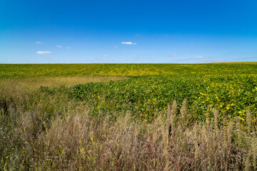 Green field with plants under clear sky at sunset. Agricultural landscape and farming concept. Horizon line with copy space for design, poster, banner, wallpaper