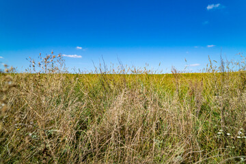 Green field with plants under clear sky at sunset. Agricultural landscape and farming concept. Horizon line with copy space for design, poster, banner, wallpaper