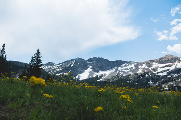 Fototapeta premium yellow mountain wildflowers