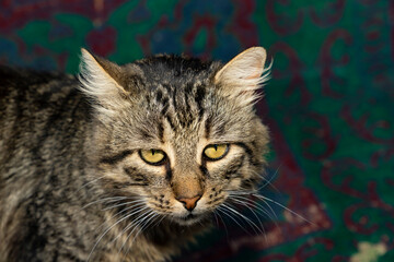 Cat lying on concrete floor indoors. Close up studio pet portrait photography. Domestic animal concept.