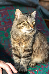 Cat lying on concrete floor indoors. Close up studio pet portrait photography. Domestic animal concept.