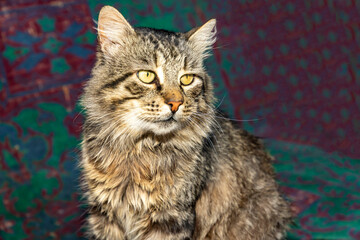 Cat lying on concrete floor indoors. Close up studio pet portrait photography. Domestic animal concept.