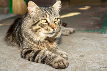 Cat lying on concrete floor indoors. Close up studio pet portrait photography. Domestic animal concept.
