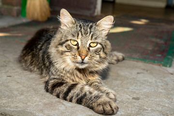 Cat lying on concrete floor indoors. Close up studio pet portrait photography. Domestic animal concept.