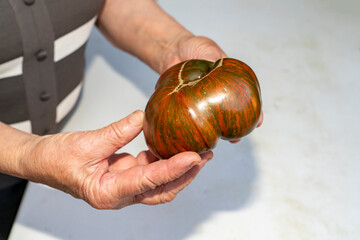 Hands holding large striped heirloom tomato on white background. Close up food photography. Organic farming and harvest concept.