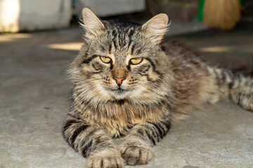 Cat lying on concrete floor indoors. Close up studio pet portrait photography. Domestic animal concept.