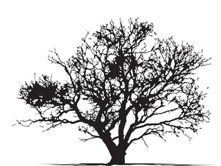 Elegant alder swamp tree vector silhouette isolated for stock