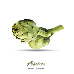 Artichoke Vector Artichoke realistic vector art