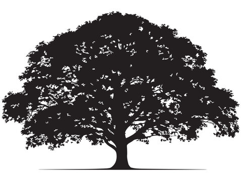Tall ash tree silhouette with natural bold solid form