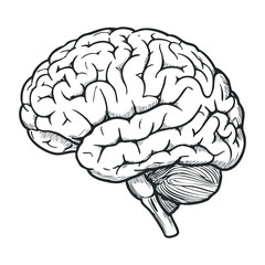 Exploring the complexities of the human brain scientific study illustration clinical setting neurobiology insights. Vector illustration