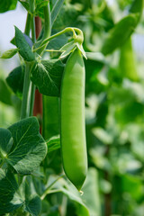 Fresh organic green peas growing on garden bush.