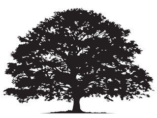 Fototapeta premium Large beech tree silhouette illustration with graceful solid appearance