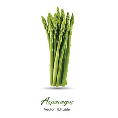 Asparagus Vector Asparagus realistic vector art
