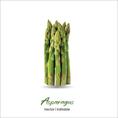 Asparagus Vector Asparagus realistic vector art