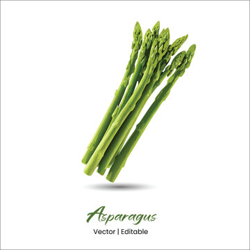 Asparagus Vector Asparagus realistic vector art