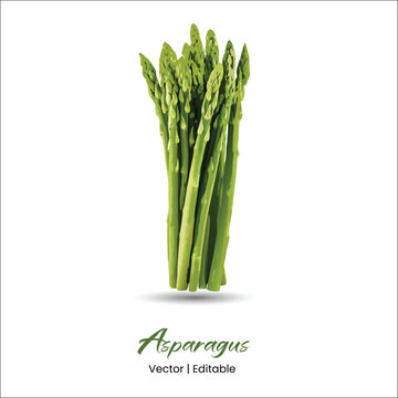 Asparagus Vector Asparagus realistic vector art