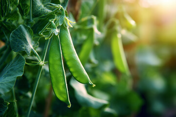 Fresh organic green peas growing on garden bush.