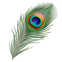Obraz premium A vibrant peacock feather isolated on white background, showcasing its intricate details and iridescent colors, a symbol of beauty and exotic nature. 