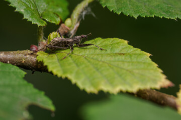 Brown assassin bug on a green hazel leaf.
