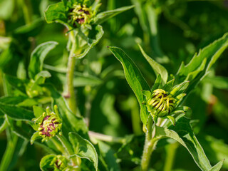 Yellow flower buds among green leaves.
