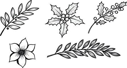 Hand drawn botanical illustrations of leaves and flowers on transparent background