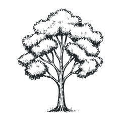 Illustrative tree drawing nature scene black and white art outdoor environment artistic viewpoint nature concept. Vector illustration