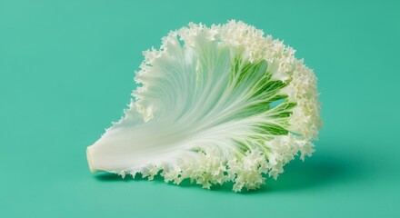 Ornamental cabbage with ruffled edges on a plain background