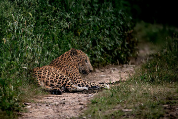 a male leopard rests as the sun sets in the Jhalana Leopard Reserve