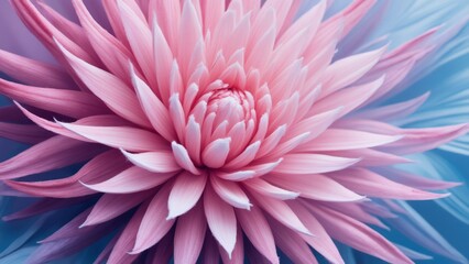 Obraz premium Close-up of a vibrant pink Dahlia flower in full bloom, soft lighting.