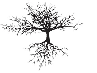 Fototapeta premium Organic branching taproot silhouette illustration with elegant balance