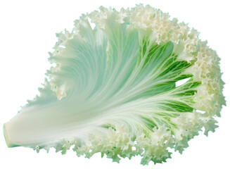 Ornamental cabbage with ruffled edges on a plain background, transparent background png