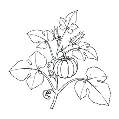 Pumpkin planting action garden line art illustration botanical environment nature concept. Vector illustration