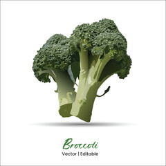 Broccoli vector Broccoli realistic vector art