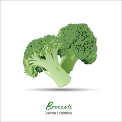 Broccoli vector Broccoli realistic vector art