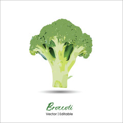 Broccoli vector Broccoli realistic vector art