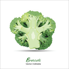 Broccoli vector Broccoli realistic vector art
