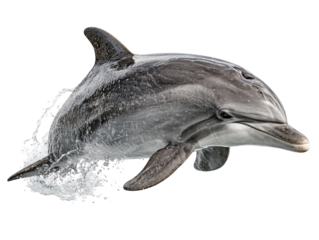Dolphin leaping, grey and white, water spray