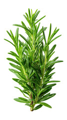Fototapeta premium Fresh rosemary sprig, bright green, detailed