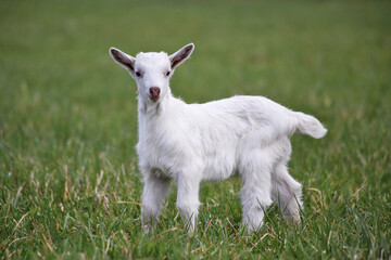 A cute white baby goat standing on green grass outdoors.