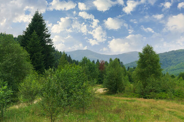 Explore the beautiful mountain path surrounded by lush forests and vibrant greenery