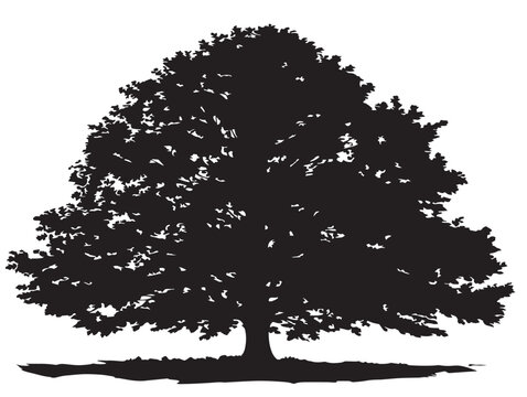 Graceful chestnut tree silhouette artwork with rustic charm