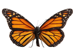 Fototapeta premium Monarch butterfly, wings spread, detailed close-up