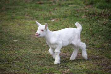 Fototapeta premium A cute white goat walking on green grass in the open air