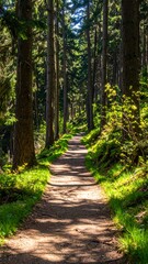 Fototapeta premium A sun-drenched woodland path winds through a dense forest, casting long shadows on the light brown dirt.