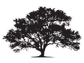 Obraz premium Wide spreading elm tree silhouette vector for natural artwork
