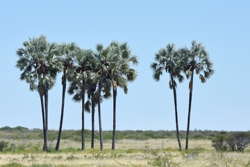 Makalanipalmen im Etoscha Nationalpark in Namibia