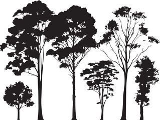 Elegant tall eucalyptus tree silhouette vector illustration art © milon