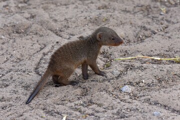 Zebramangusten (Mungos mungo) im Etoscha Nationalpark