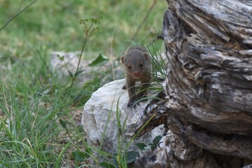 Zebramangusten (Mungos mungo) im Etoscha Nationalpark