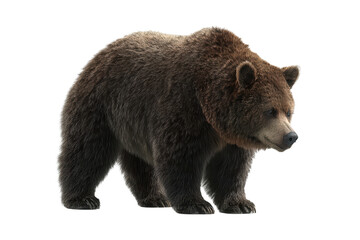 Obraz premium Majestic brown bear stands, fur detailed, isolated on black. Wildlife portrait